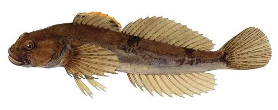HTML fish